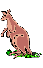 Kangaroo